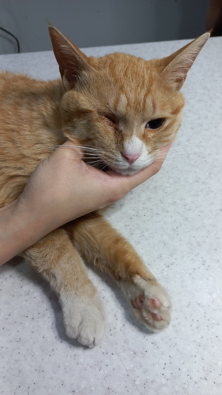 멘토동물병원_427346202400324